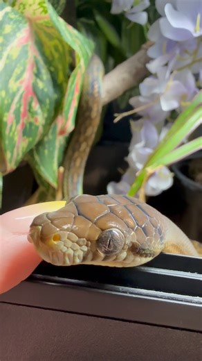 Abby Marie Stone on Instagram: "There are no words for how sweet this little string bean is 🥹 She ate 48hrs ago and this is how she greets my presence - curious little flicks and minor disappointment that I did have another cheeseburger for her 😂🥰 #cutie #sweet #pet #snake #scrub #python #snakelover #hello #quince"