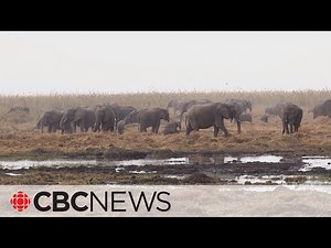 Loss of wildlife 'significantly more alarming' than previously thought: study