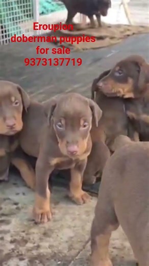 Doberman Puppies For Sale #puppy #trending #viral