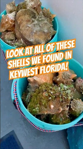 😱 EPIC shelling - Key West, Florida with Island to Island Charters