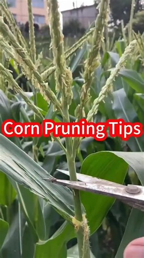 Unlocking the Secrets to Growing Bigger and Better Corn. | Fromseedtotablethegoodlife