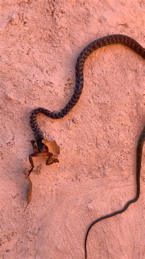 19K views · 437 reactions | This Common tree snake had one massive mouthful  and still manages to climb a small wall and move away with its meal! Thanks to Chris for sending in this footage . . . . . . . #snake #snakes #reptile #reptiles #wildlife #australia #queensland #food #frog #lunch #commontreesnake | Sunshine Coast Snake Catchers 24/7 | Facebook