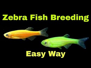 Zebra Fish Breeding : Fish Male & Female identification by Aquarium World Telugu