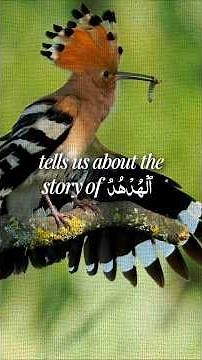 Allah Sees Everything #allah #hoopoe #hudhud #quranstories #islamicknowledge