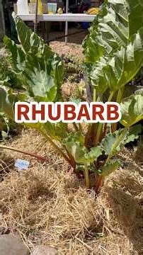 Rhubarb