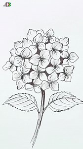 143K views · 436 reactions | Easy flower drawing | Hydrangea #drawing | Drawing Book | Facebook