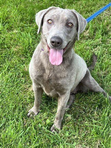 ***Intake Alert - Welcome Willow Penn*** This lovely 3 year old joined us from PA. She and her 2 daughters Winnie and Willa were looking for foster to adopt homes. The girls have situations but Willow is still looking. More on her soon! Welcome Willow! | Lake Erie Labrador Retriever Rescue, Inc.