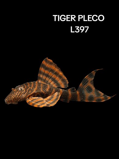 Mr Dream Aquatic Supplies on TikTok