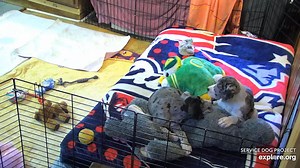 Great Danes at the Service Dog Project