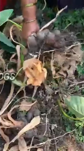 చామ దుంపలను ఇలా పండించండి #shortsfeed #taro #shorts