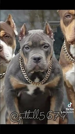 cyclonado meia na canela pit bull 🐶🐶