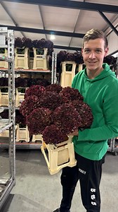 2.4K views · 312 reactions | Hydrangea Ruby Red Classic from @picobellohortensia for masterclasses of @gregorlersch at @kwitnace_horyzonty in Poland coming week. You can see the difference of colour with Ruby Choco which is available for sale right now. | Warja Abrosimova | Facebook