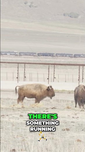 Bison Hunt Spotting, Shooting, and the Primos Payoff!