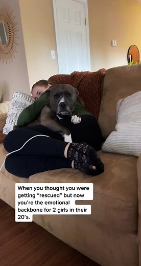 Understanding Pitbull Behavior and Training Tips