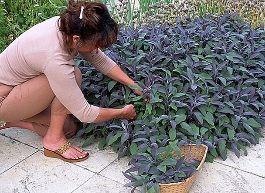 Bouturer la sauge : Guide simple pour réussir votre culture !