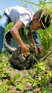 4.3K views · 32 reactions | Amazing fish hunting in paddy fields #fishing_today | Fishing Today | Facebook