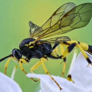 1.3K views · 25 reactions | Macro, wide angle and fish eye lenses - features of a professional camera that your smartphone does not have. But NOT anymore! HD360x lens pack allows you to take life-size, high-quality, crisp images of the subject with your smartphone!!! Experience HD360x NOW!!! - https://hd360x.com/article-1 | HD360x | Facebook