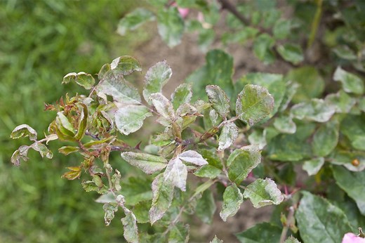 Oïdium rosier : comment l'identifier et le traiter efficacement ?