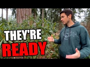 How to Make Hybrid Plants Part 2 | Collecting, Drying, and Storing the Seed Pods from our Flowers