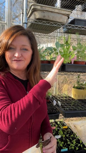 Top 2 Fertilizers for Strong Seedlings One of the most asked garden questions I get: What fertilizers do you use? 🌱 For seedlings, I keep it simple. My top two are: • Worm castings – gentle, nutrient-rich, and impossible to burn young plants. They build healthy soil and strong roots from day one. • Fish fertilizer – diluted and used sparingly, it gives seedlings a quick, natural boost when they’re ready for it. Strong starts now mean healthier plants all season long. Follow for more practical, 