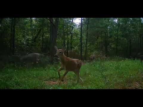 Early Whitetail Rut Activity Signs