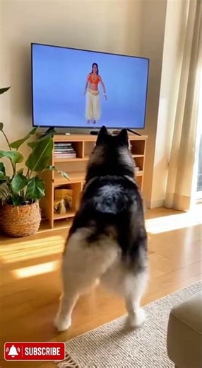 Fluffy Dog Copies the TV Hip Wiggle Beat