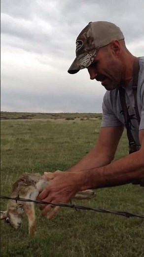 How to Skin a Rabbit in 7 Seconds