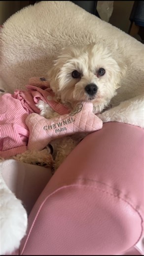 BESTFRIENDS forever ❤️ #maltese #maltesedog #cockapoo #bestfriends #dogtok