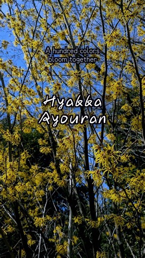 Every flower has its own season. So do you. #HyakkaRyouran #wisdom #shorts #learnjapanese #四字熟語