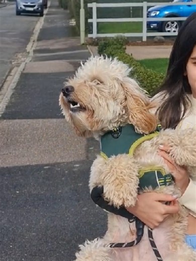 Hilarious Cockapoo Moments: The Sassy Pup Chronicles