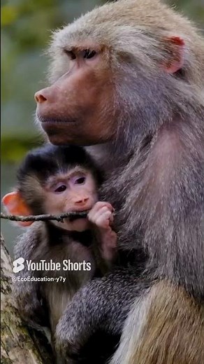 Cutest Baby Animals in the World 🐾 | Heartwarming Animal Moments You’ll Love!