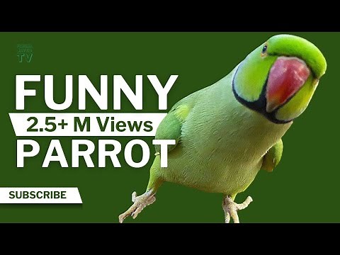 Funny Parrot Talking and Dancing | Funny Pet video | Cute Animals
