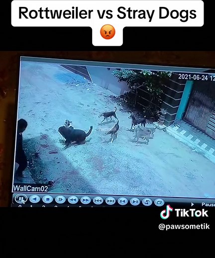 Intense Showdown - Rottweiler Takes on Stray Dogs #DogBattle #StrayDogEncounter #RottweilerVsStrays #FierceDogFight #ProtectiveGuardian #FYP