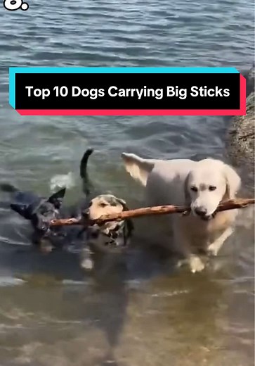 Top 10 Dogs Carrying Big Sticks in Funny Moments