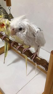 81K views · 8.2K reactions | After washing, they were all more abstract than the last 﫣 Hand-raised parrots, parrot daily life, pet vlog, cute parrots, playing with parrots, parrots 列 | Kasim Birds Farm | Facebook