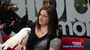 8.3K views | This Saturday, the public will have a chance to meet some feathered friends and learn more about a wide variety of exotic birds at the Edmonton Parrot Show. See them at the Sands Hotel this weekend | Global Edmonton | Facebook