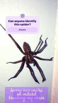 Massive spider uk, can you identify it?