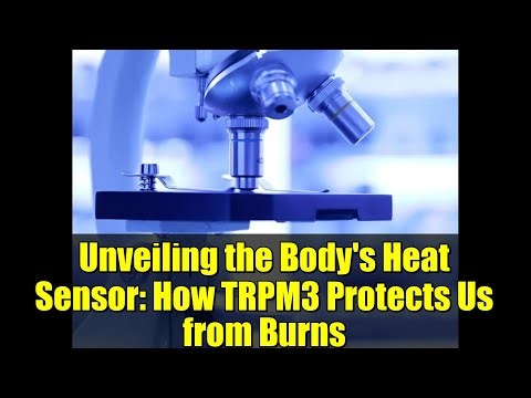 Unveiling the Body's Heat Sensor: How TRPM3 Protects Us from Burns