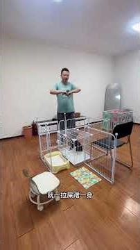 Master Schnauzer Training: The Ultimate First Step Guide