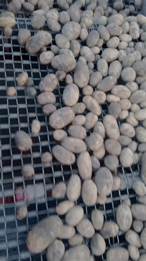 potato Grading and sizing plant