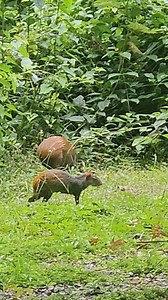 Enjoying nature #suriname #jungle #outdoors #relaxing #wildlife #rainydays | Arvi Fishing Adventures