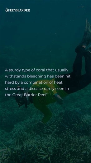 Heatwave, disease ‘catastrophic’ combo for hardy corals