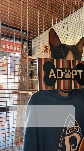 This handsome 4-month-old tuxedo kitten is as charming as they come! 🐾 Winston is a total purr box, who loves attention and will happily keep you company wherever you go. 🐈‍⬛ He’s healthy, neutered, microchipped, and up to date on all his vet care. If you’re looking for a sweet playful companion with a heart full of love. Winston’s your guy! Contact @paws.prayers.promises for any questions about adoption! #catsoﬁnstagram #rescue #adoptdontshop #rescues #cats #retailforrescue #nonprofit #animal