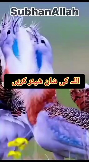 3.9K views · 211 reactions | Audio 786 UrduPoint.com Daily Pakistan #maths #IELTS #ieltspreparation | Moiz GAMES | Facebook