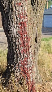 162K views · 438 reactions | Maple bugs are getting out of hand in southwest Manitoba... | NZP Chasers | Facebook