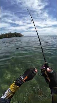 Trevally on my 1.7lb polyester line #ajing #fishing