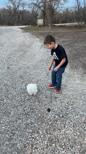 Kayson caught his first chicken! #eddyfamilyfarm #silkies #chickens | Eddy Family Farm