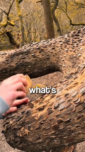 The Tree That Actually Grows Money 💰 #money #shorts