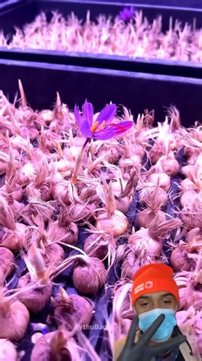 William Padilla-Brown on Instagram: "Already got my first contribution for phase 2!!!! All contributors from phase 2 are automatically signed up to the CSA to receive their value back in saffron. Don’t worry phase 1 contributors I got some goodies for yall too!! Phase 1 research starts this week, extracts are being sent for HPLC!! #LetsGrow"