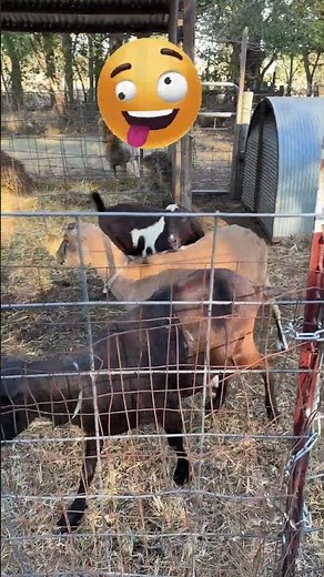 🐐🔥😉 When Love's in the Barn: A Guide to Surviving Goat Romance #GoatBreeding